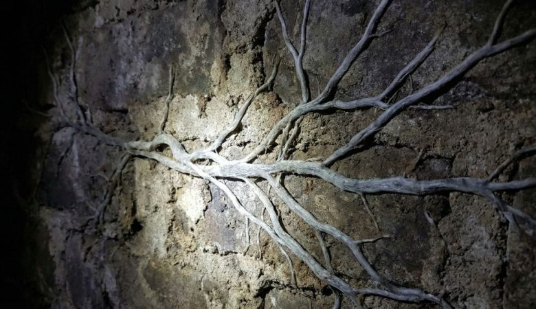 Mérule dans les murs : comment ce champignon menace la structure de votre maison