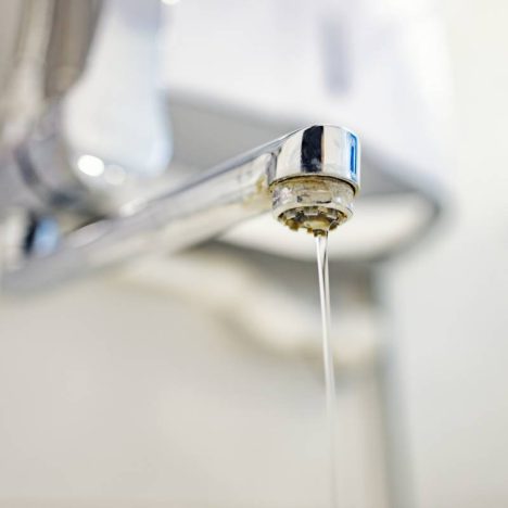 Mérule dans les murs : comment ce champignon menace la structure de votre maison